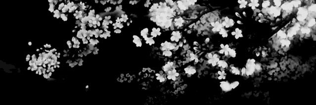 CHASS1DY's profile banner image
