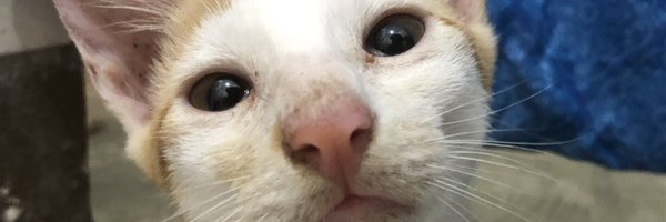 ryelixir Profile Banner