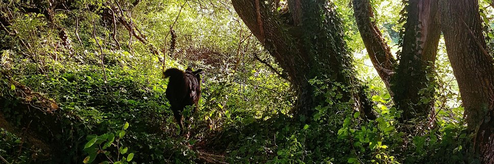 Himmelsdieb's profile banner image