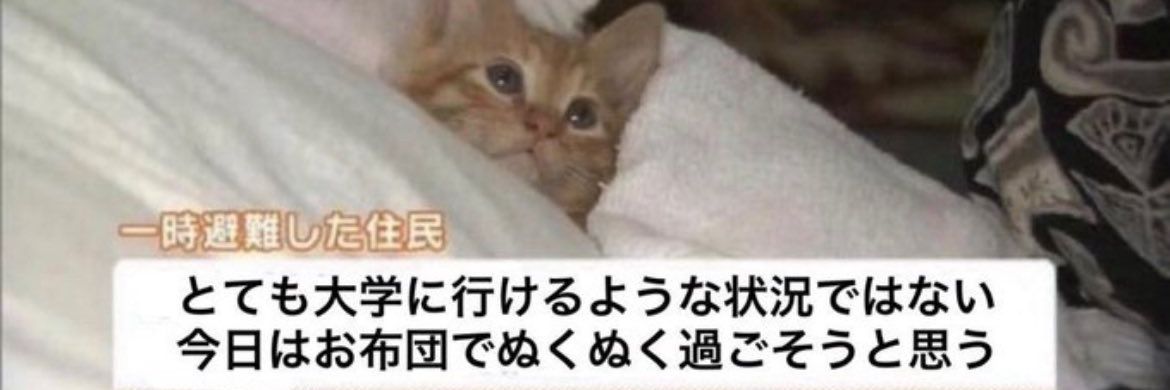 コロ☆猫🐱 banner