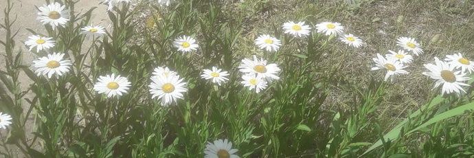 liaa75's profile banner image