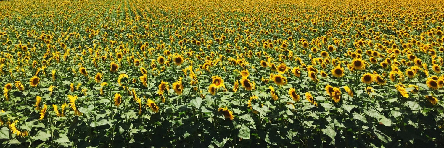 celiacsnacks's profile banner image