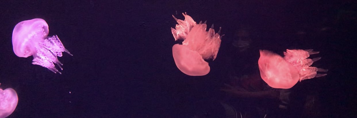 1pinarimoo's profile banner image