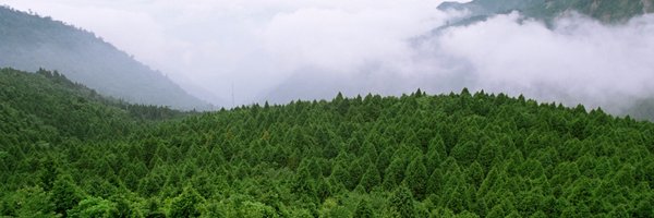 chuhousen Profile Banner