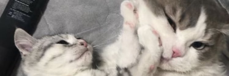 ok__bye__'s profile banner image