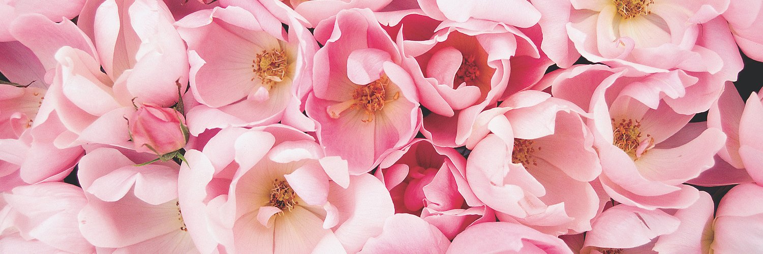 leahepalmer's profile banner image