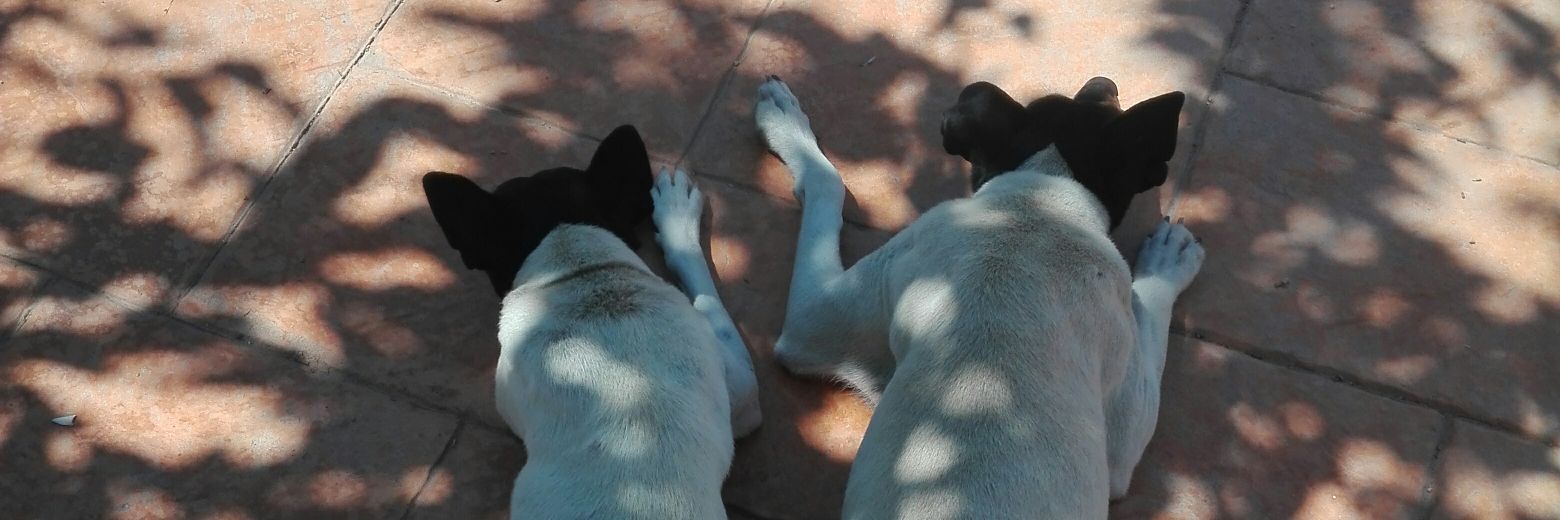 Bsosdeperro's profile banner image