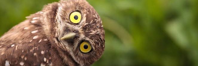 D__Hoots's profile banner image