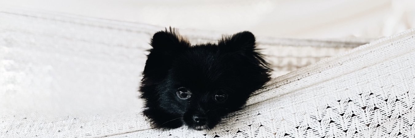 karolbabey's profile banner image