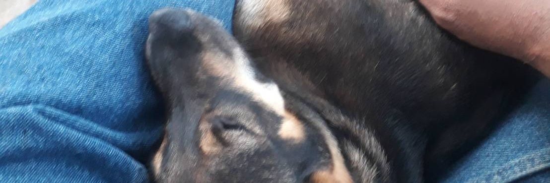 l3lackDogZ's profile banner image