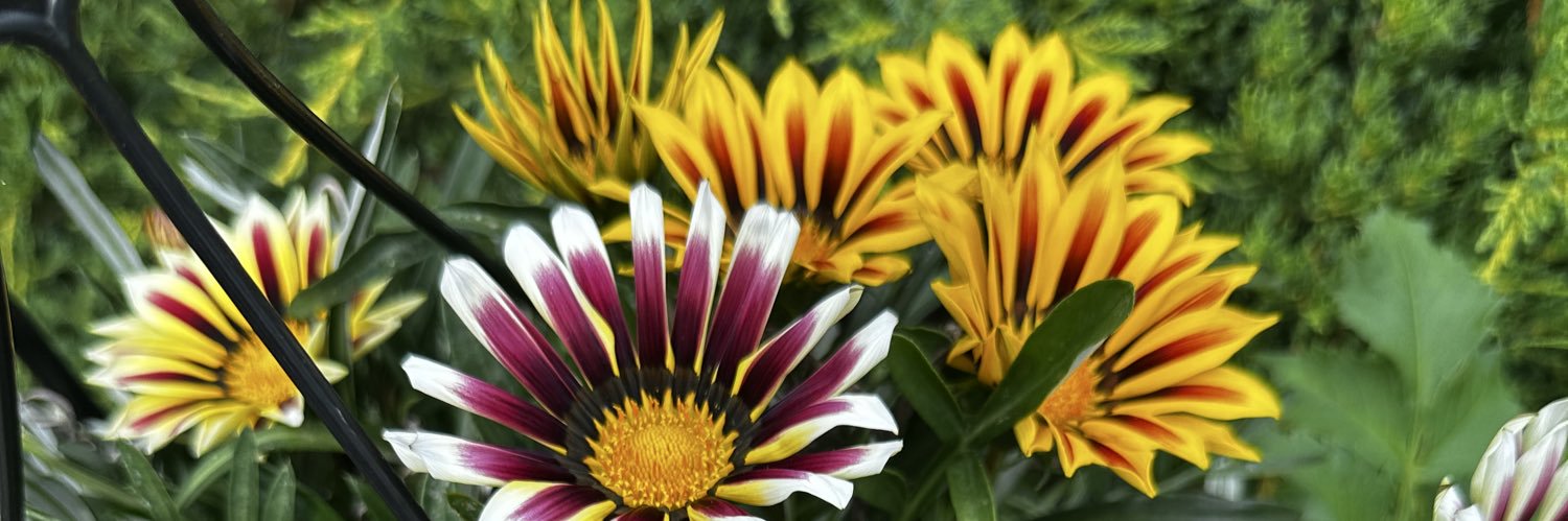 Karen Gordon MSN, RN, CSN banner