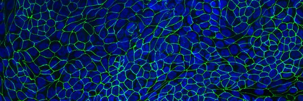 CCCNPitt Profile Banner