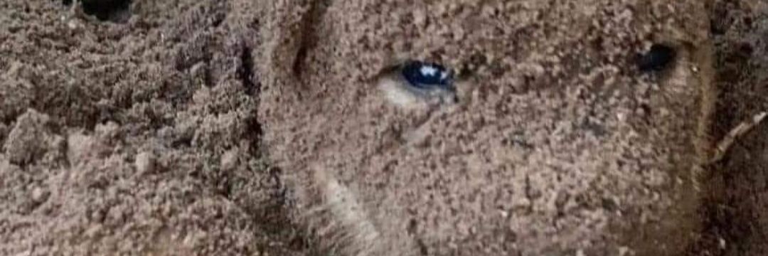 amlover_cachondo69 banner