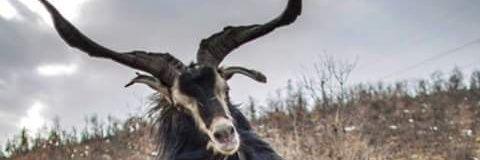 HasanKesanl's profile banner image