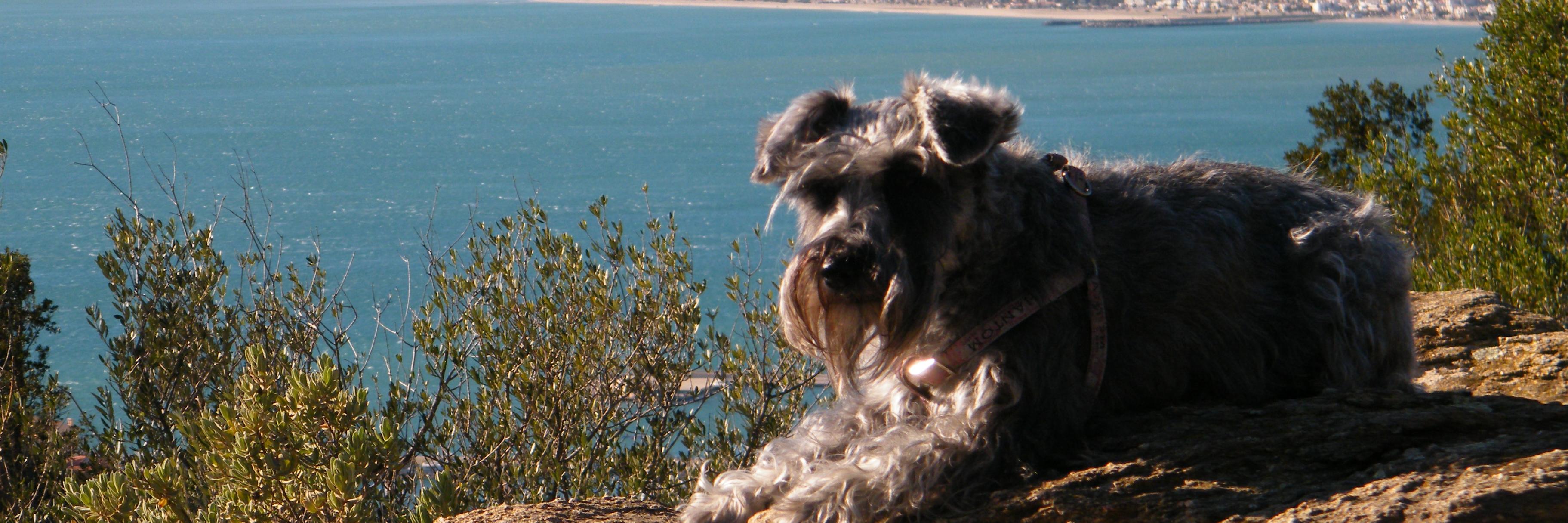 josep_abs's profile banner image