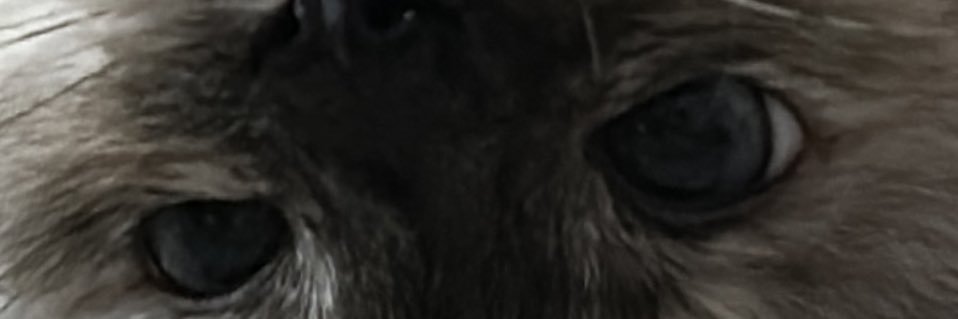 AnelMaHi's profile banner image