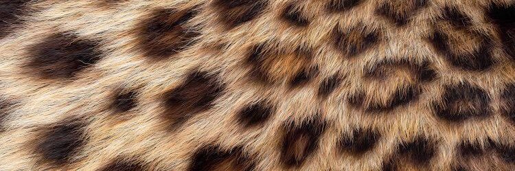 shannel_cdt's profile banner image