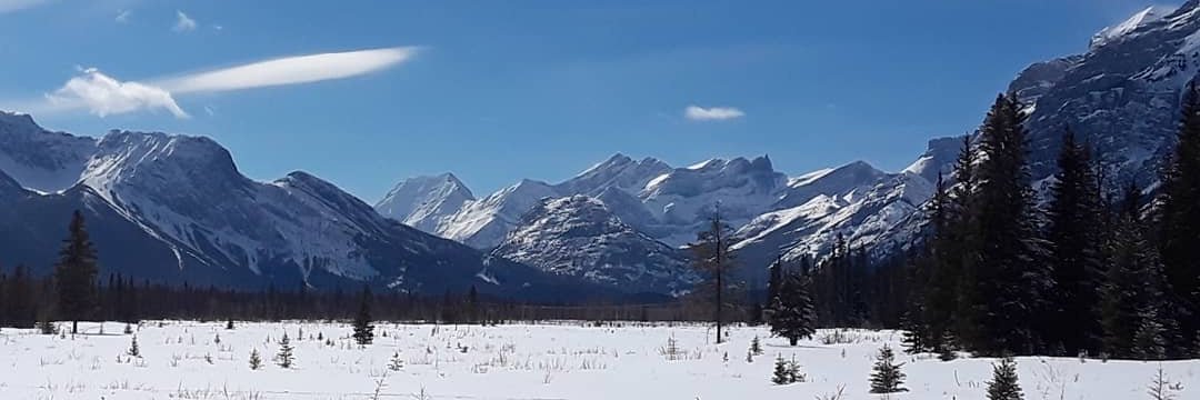 WildEcology's profile banner image