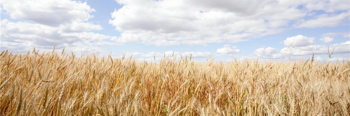 Burnips Equipment banner