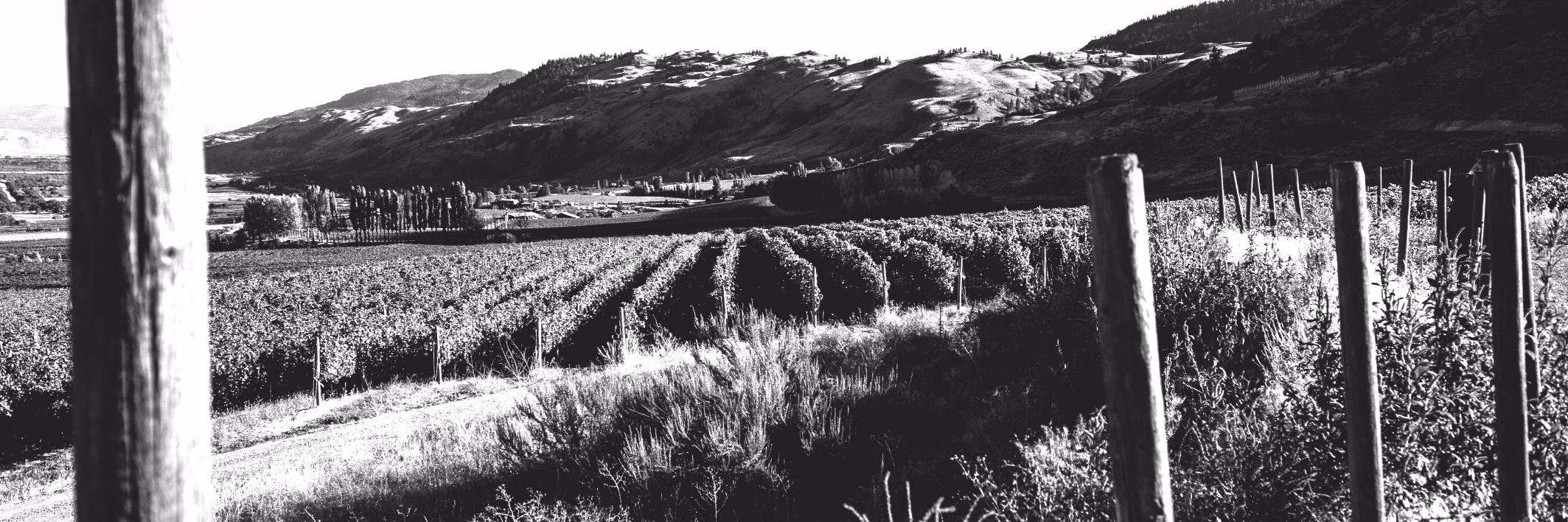 checkmatewinery's profile banner image
