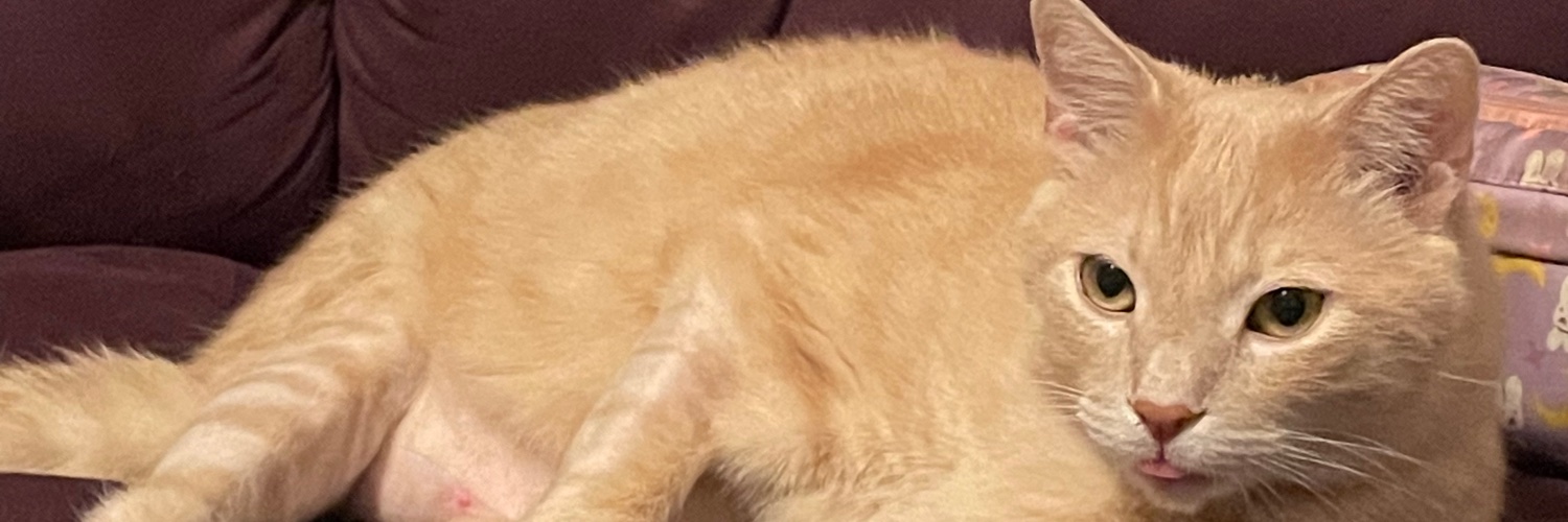 michellehell251's profile banner image
