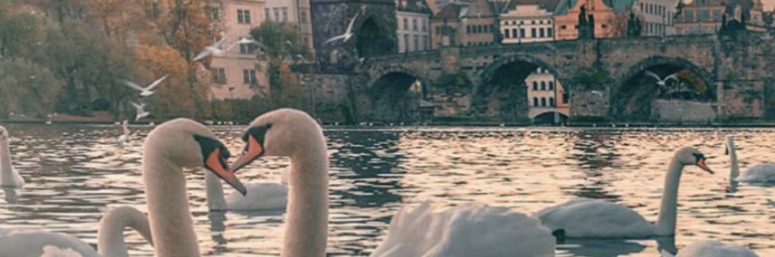 almzoon15's profile banner image