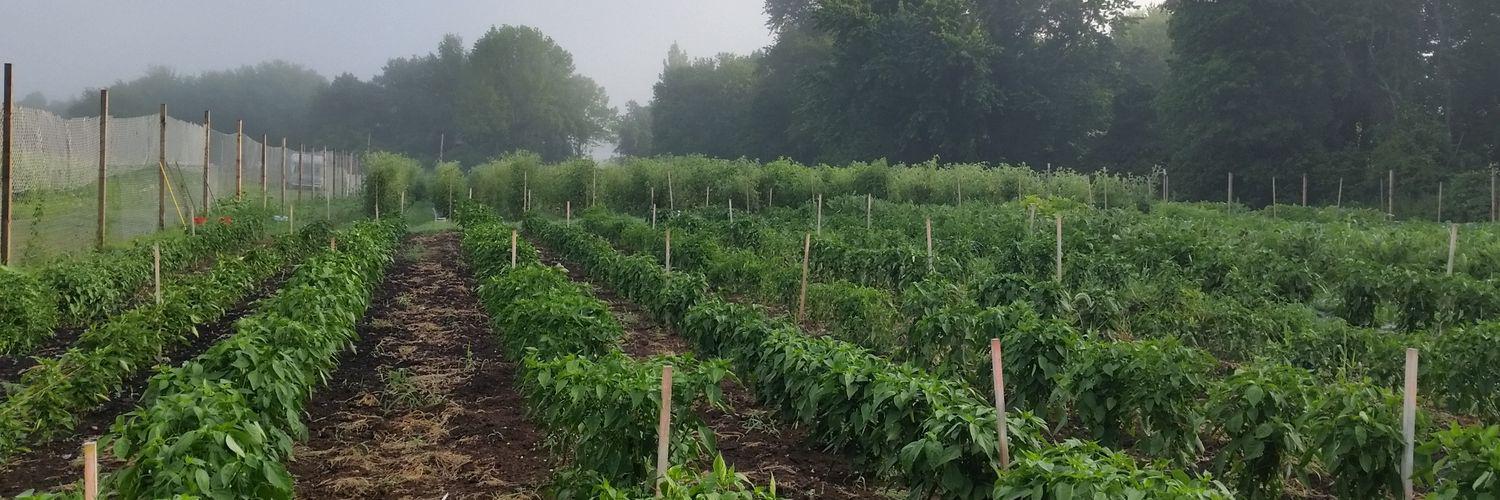 ForestCityFarms's profile banner image
