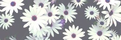 bralixxha's profile banner image