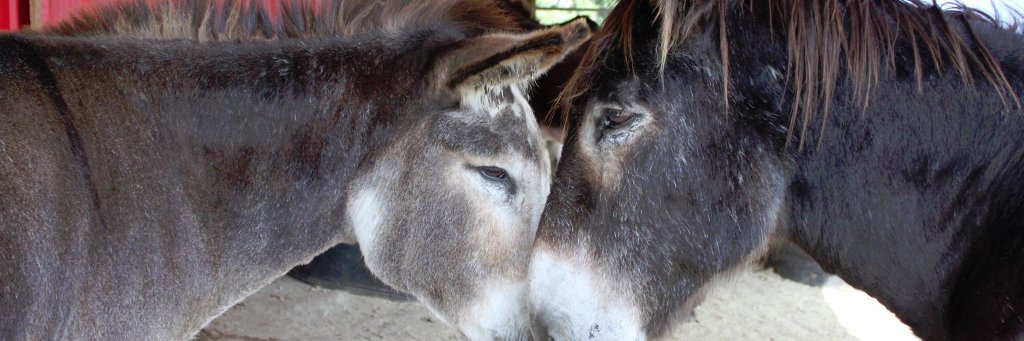 donkeyrefuge's profile banner image