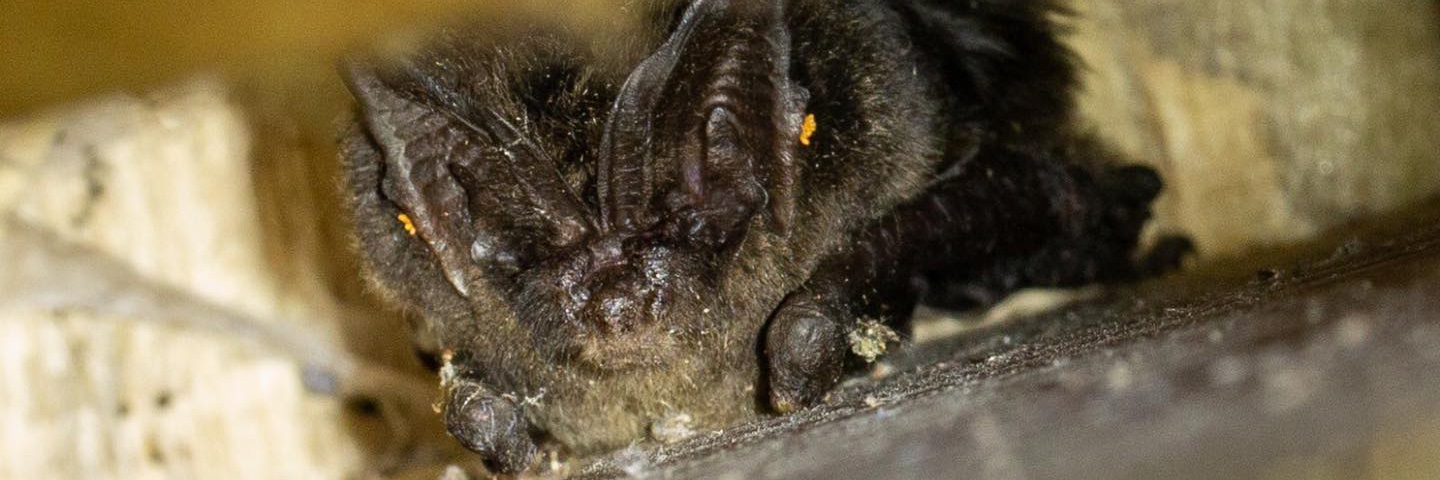 Notts Bat Group banner