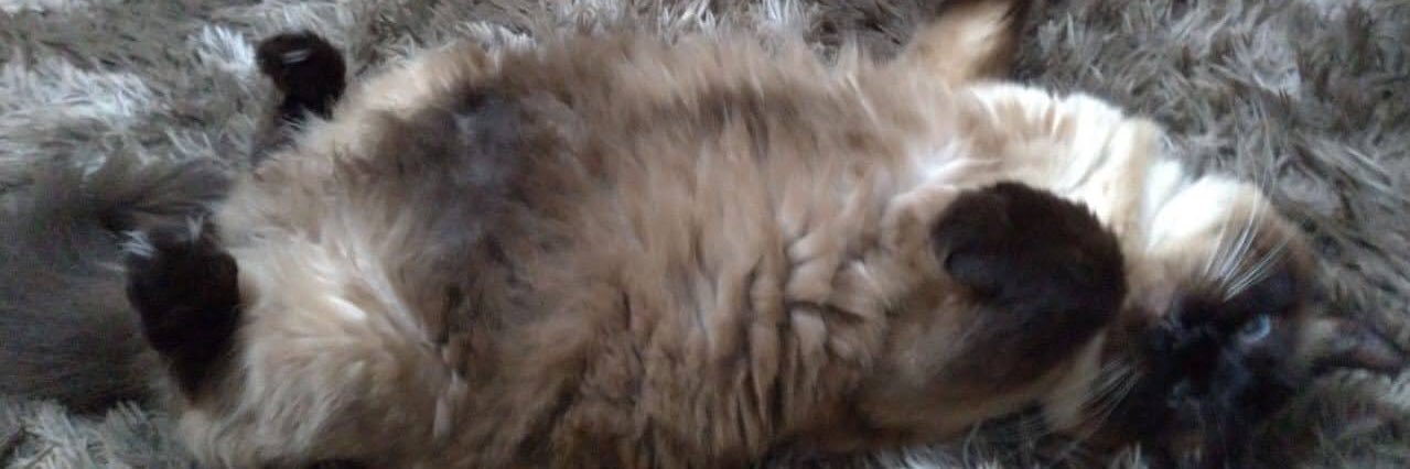 mikececcatto's profile banner image