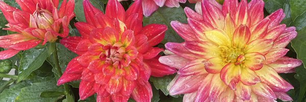 ncampbell_math Profile Banner