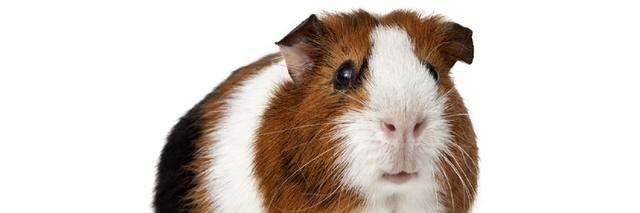 PETTRADE_LIVEST's profile banner image