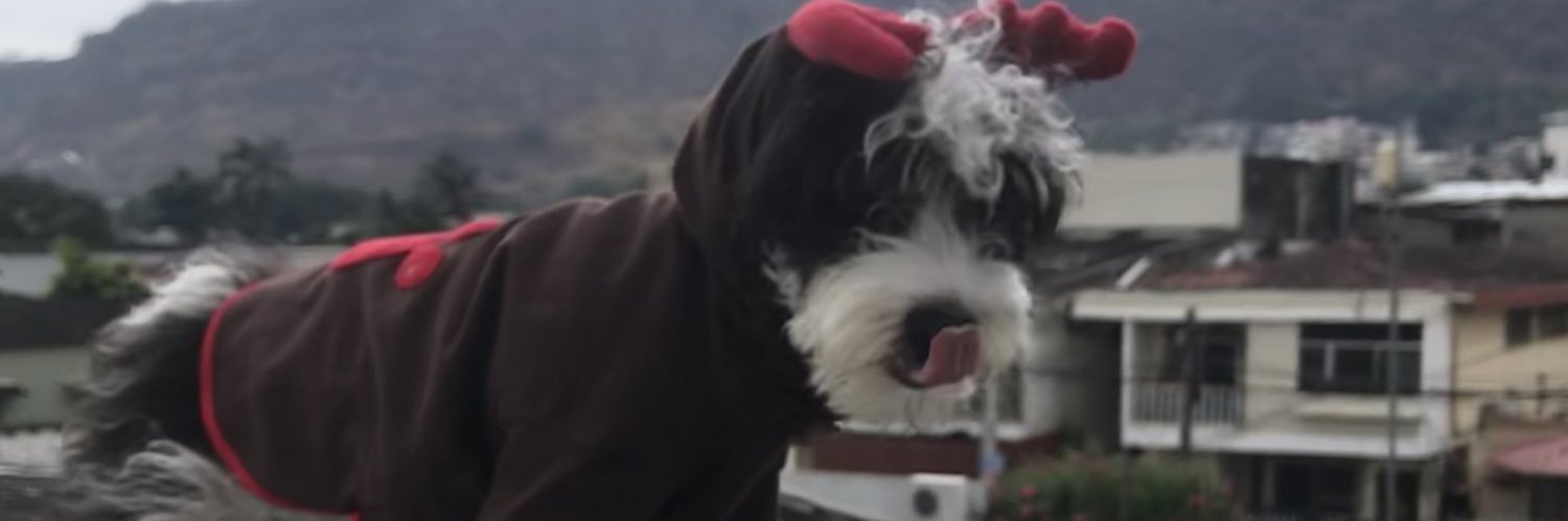LissVanoni's profile banner image