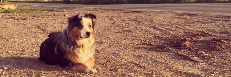 JessReinhardt's profile banner image