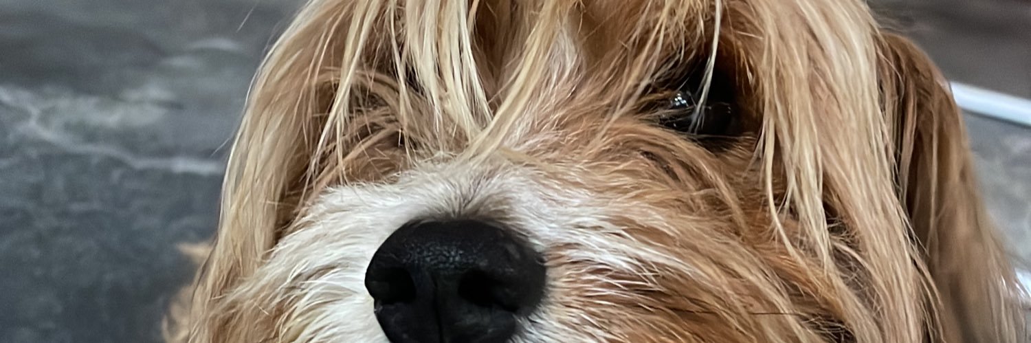 PiovanoMaga's profile banner image