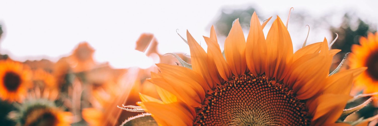 nahiflo's profile banner image