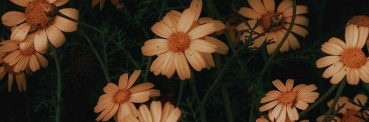 czarah06's profile banner image