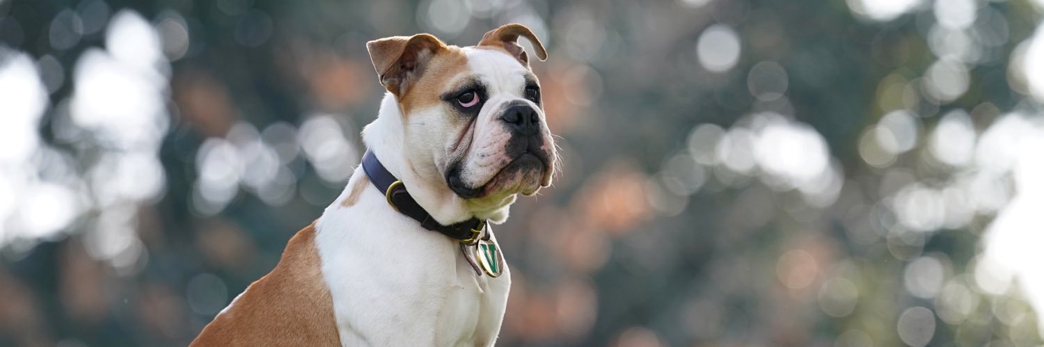 Victor E. Bulldog IV banner