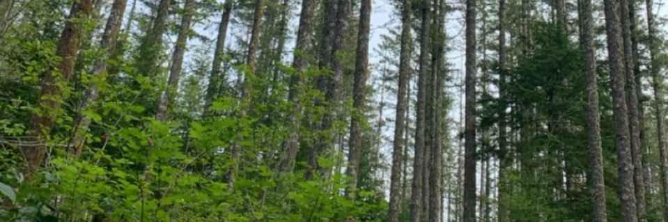 codi_bissen's profile banner image