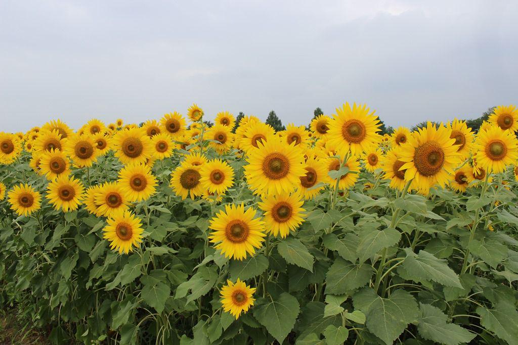 aim_sg8101's profile banner image