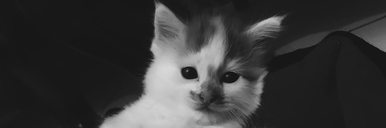 bimaapf's profile banner image