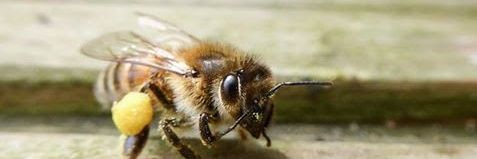 beestorfaen's profile banner image