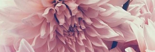 AleenaAlisa's profile banner image