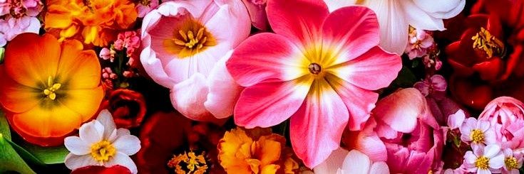 愛美羽 💖Amiha💖 体調不良中🙏 banner