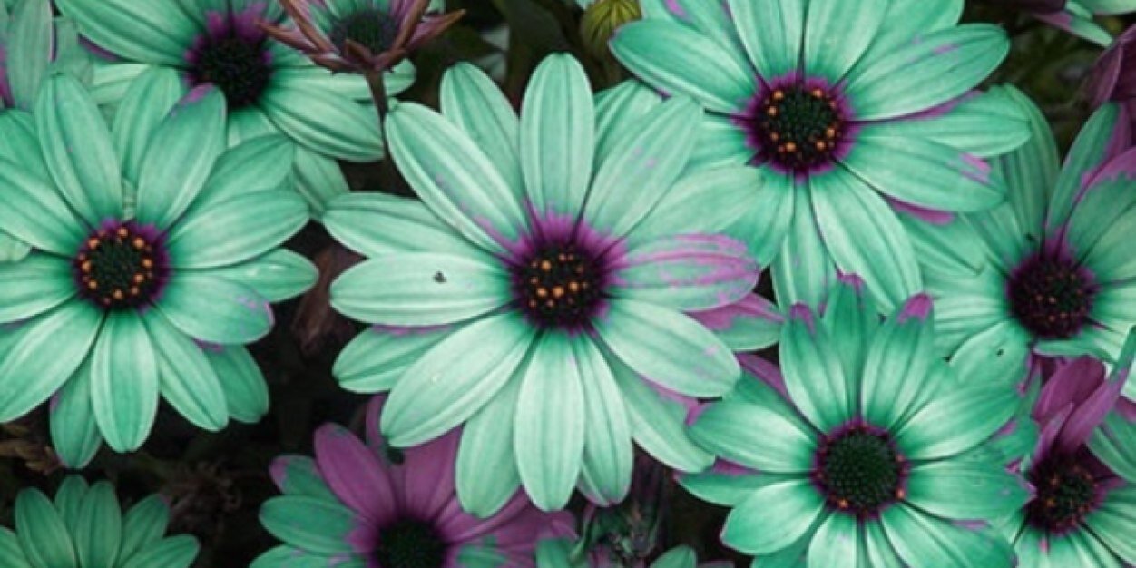 MadisonPechacek's profile banner image