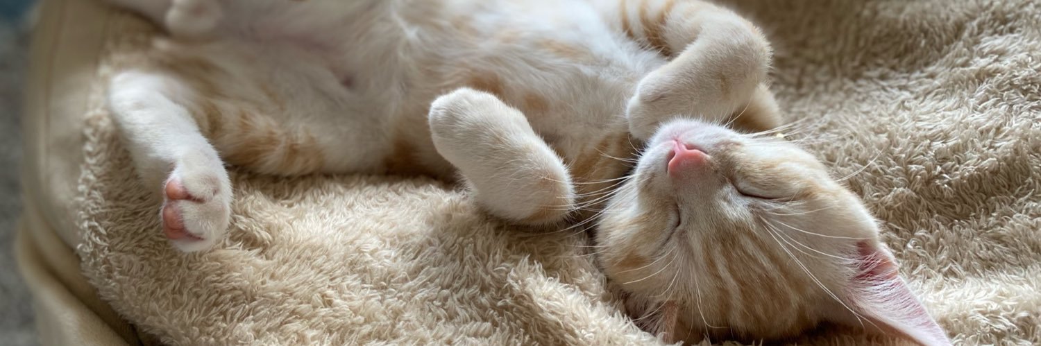 ねこねこ banner
