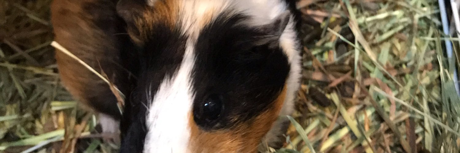 tomoococomugi11's profile banner image