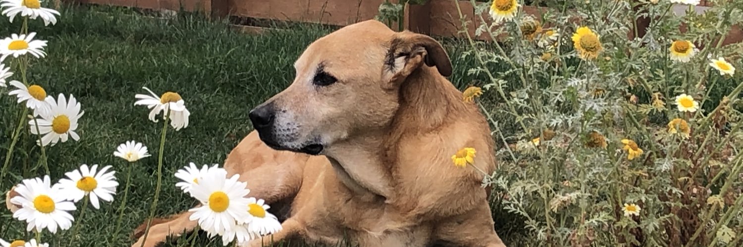 Cosimo Giovine banner