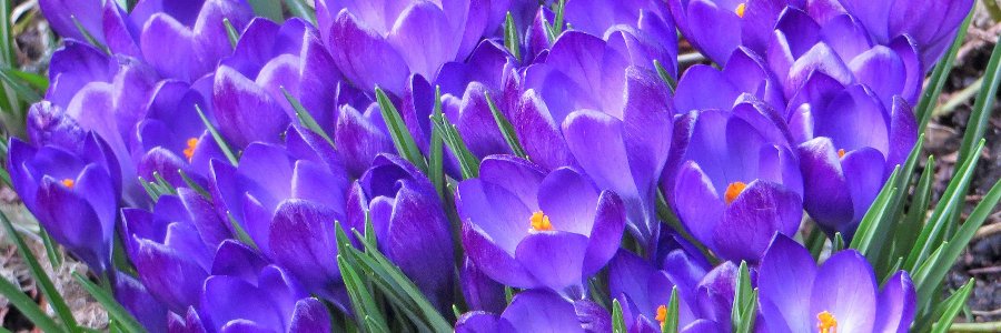 CherylFoston's profile banner image